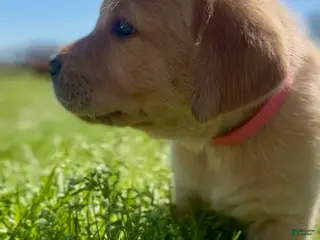 Labrador Retriever dogs for sale: Labrador Retriever Puppy 2 - Ad 4