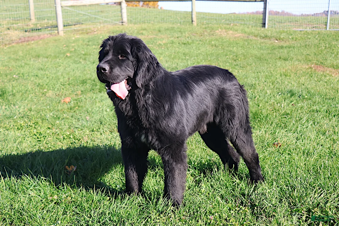 Newfoundland dogs for sale: OFA, AKC, CH Angie - Ad 9