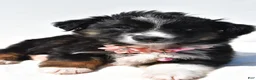 Miniature Australian Shepherd dogs for sale: Izzy - Ad 5