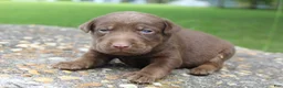 Labrador Retriever dogs for sale: Ace - Ad 2