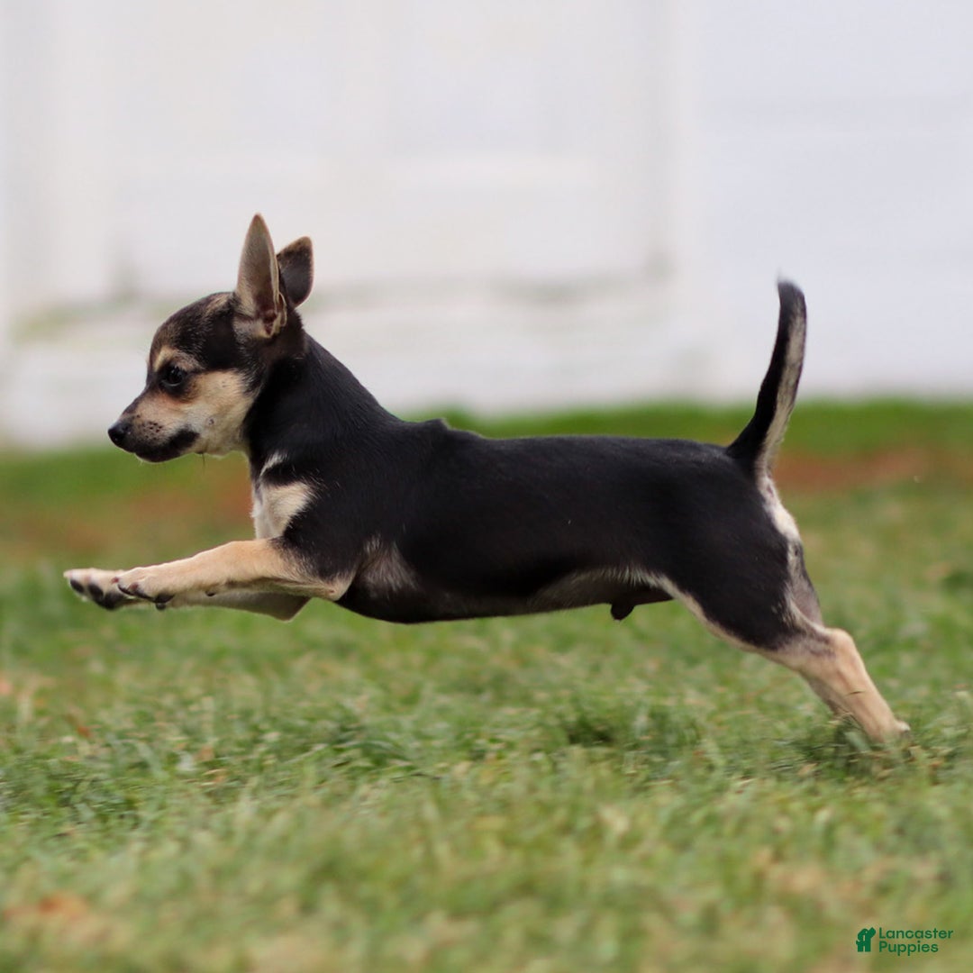 Chihuahua dogs for sale: Phoenix - Ad 5