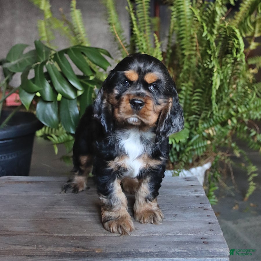 English Cocker Spaniel dogs Pepsi - Ad 1