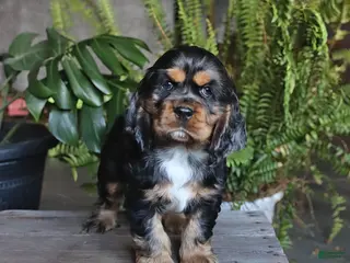 English Cocker Spaniel dogs for sale: Pepsi - Ad 1
