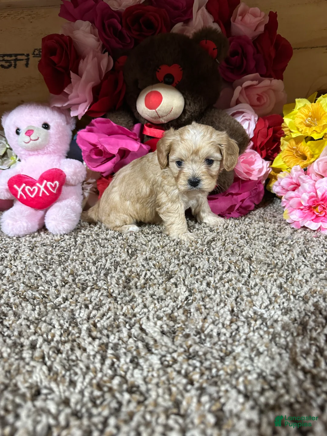 Cavapoo dogs for sale: Cavapoo Puppy 5 - Ad 2