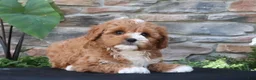 Cavapoo dogs for sale: Leo - Ad 6