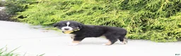 Miniature Australian Shepherd dogs for sale: Ace - Ad 4