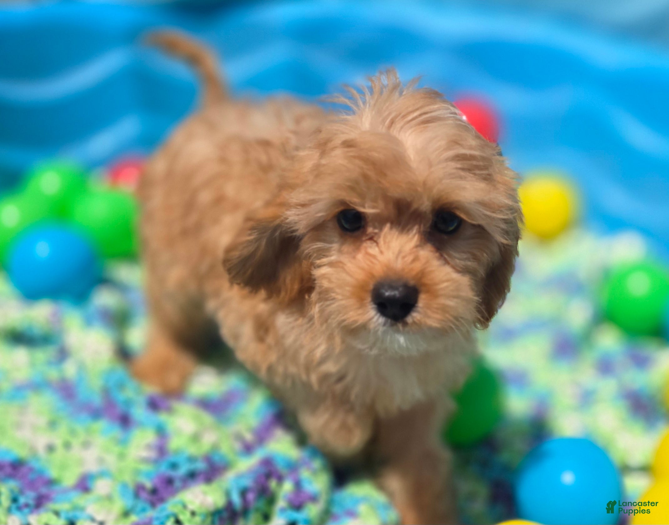 Cavapoo dogs Miles - Ad 26