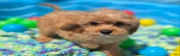 Cavapoo dogs for sale: Miles - Ad 40