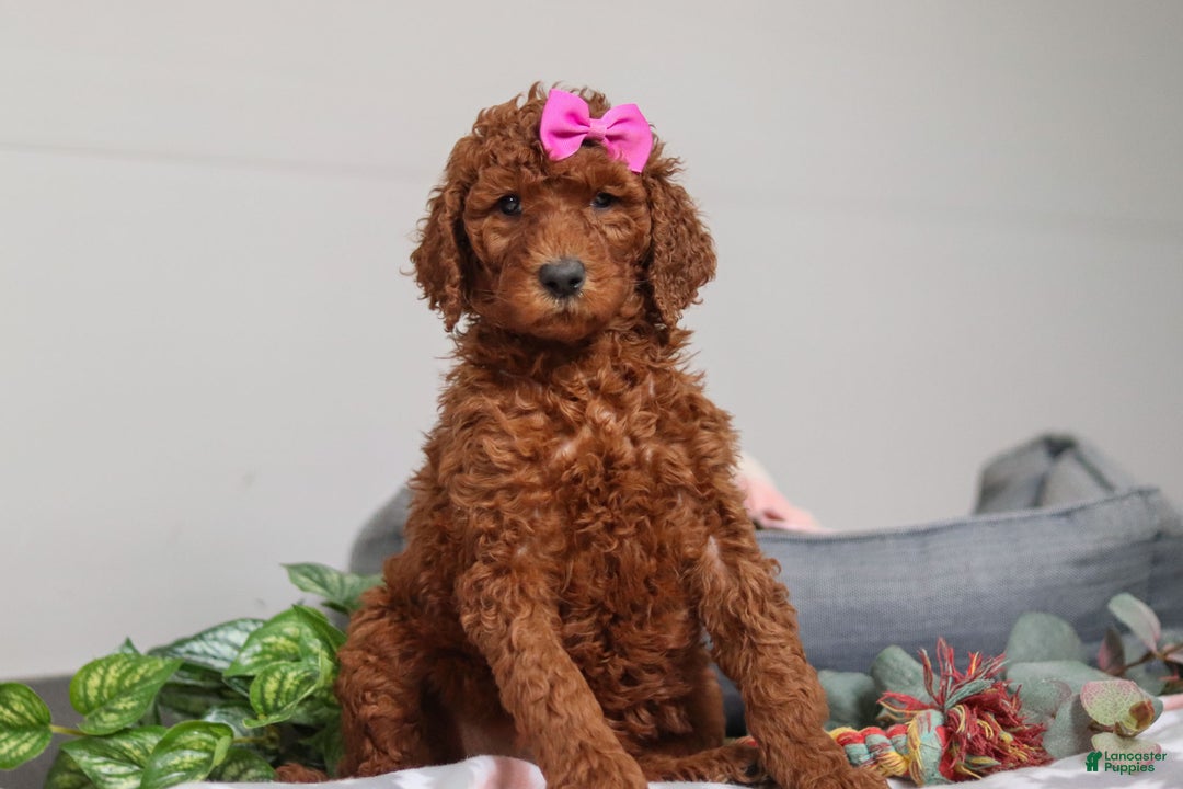 Standard Poodle dogs for sale: Nellie AKC - Ad 3