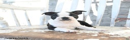 Boston Terrier dogs for sale: Navy - Ad 7
