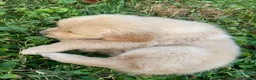 Golden Retriever dogs for sale: Arthur - Ad 3