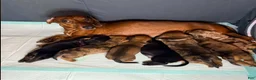 Miniature Dachshund dogs for sale: Miniature Dachshund - Arnold - Ad 2