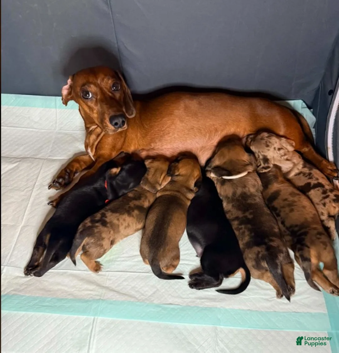 Miniature Dachshund dogs for sale: Miniature Dachshund - Arnold - Ad 2