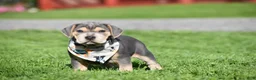 Beabull dogs for sale: Hank - Ad 2