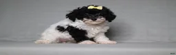 Mixed Breed dogs for sale: Winnie - Ad 3
