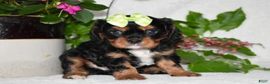 Cavalier King Charles Spaniel 2