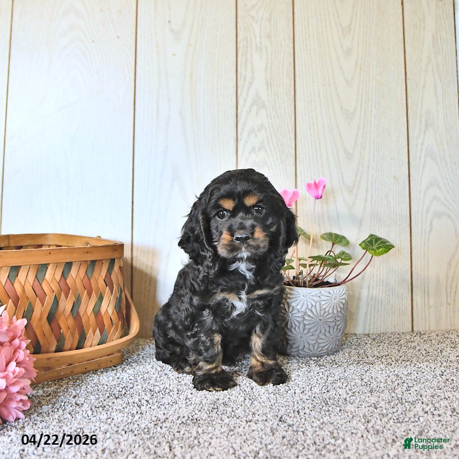 Cocker Spaniel dogs Cassandra - Ad 1