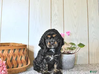 Cocker Spaniel dogs for sale: Cassandra - Ad 2