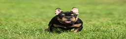 French Bulldog dogs for sale: French Bulldog 2 - Ad 3