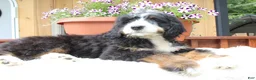 Bernedoodle dogs for sale: Garret  - Ad 5