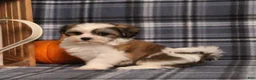 Teddy Bear dogs for sale: Flicka - Ad 4