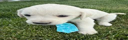 Labrador Retriever dogs for sale: Labrador Retriever Puppy 1 - Ad 4
