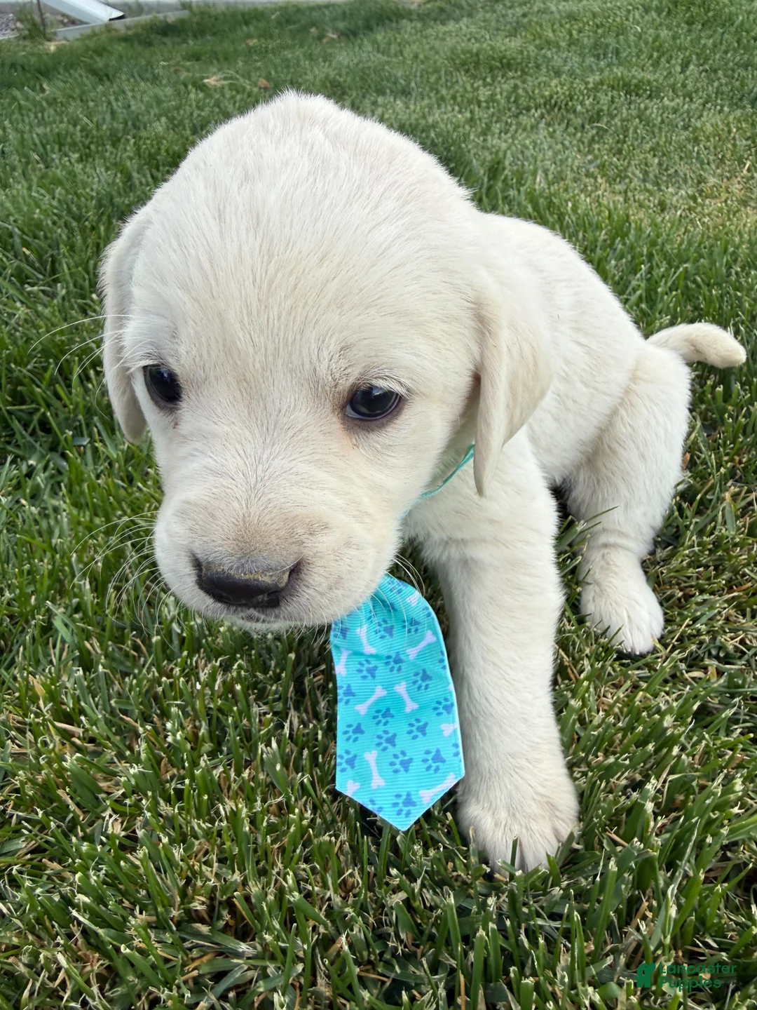 Labrador Retriever dogs for sale: Labrador Retriever Puppy 1 - Ad 4