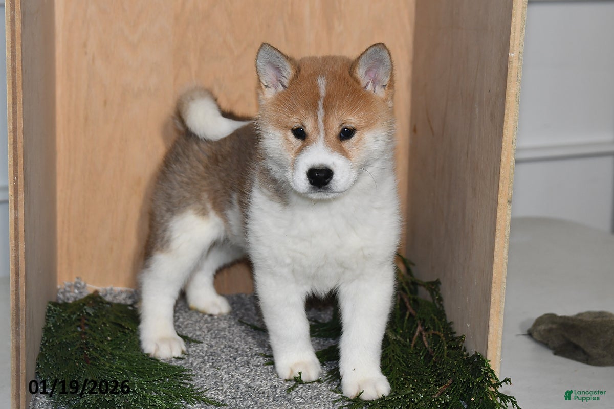 Shiba Inu dogs Finn - Ad 8