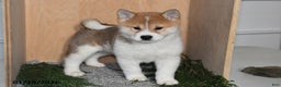Shiba Inu dogs for sale: Finn - Ad 1