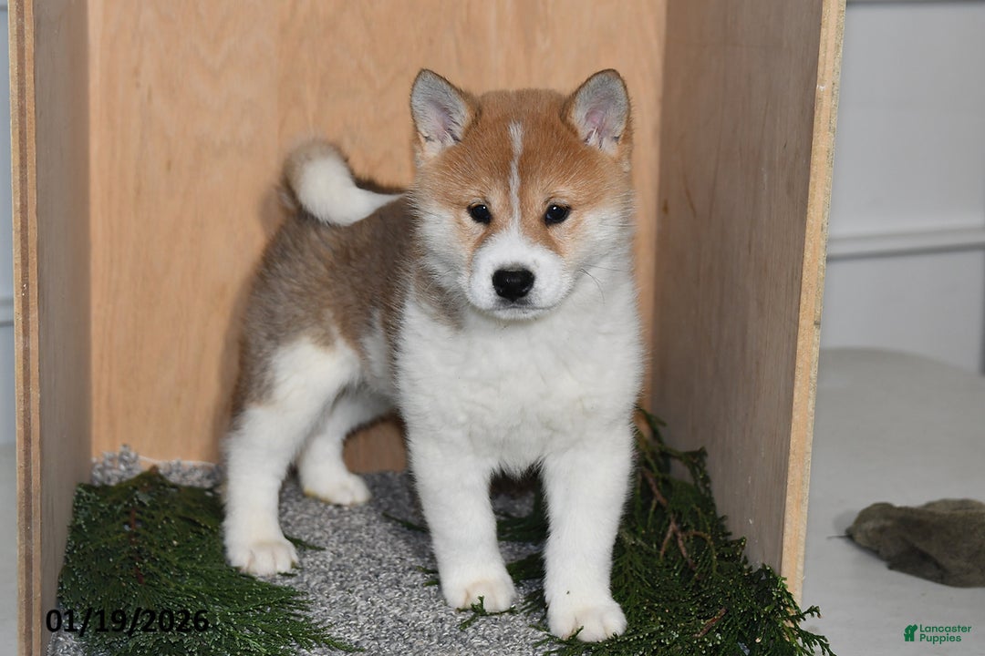 Shiba Inu dogs for sale: Finn - Ad 1