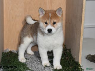 Shiba Inu dogs Finn - Ad 11