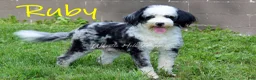 Mini Bernedoodle dogs for sale: Charlie - Ad 12