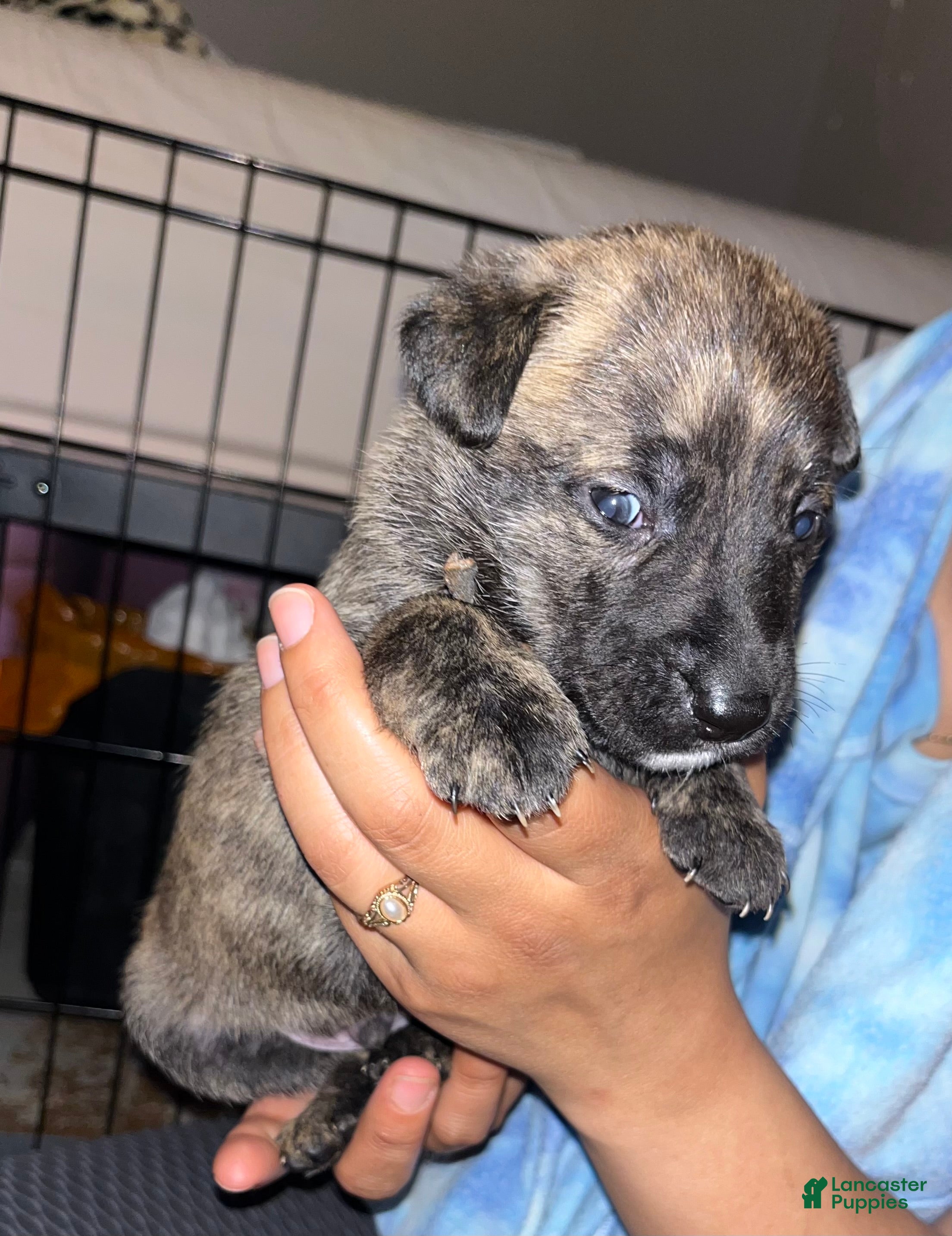 Mixed Breed dogs Grey - Ad 1