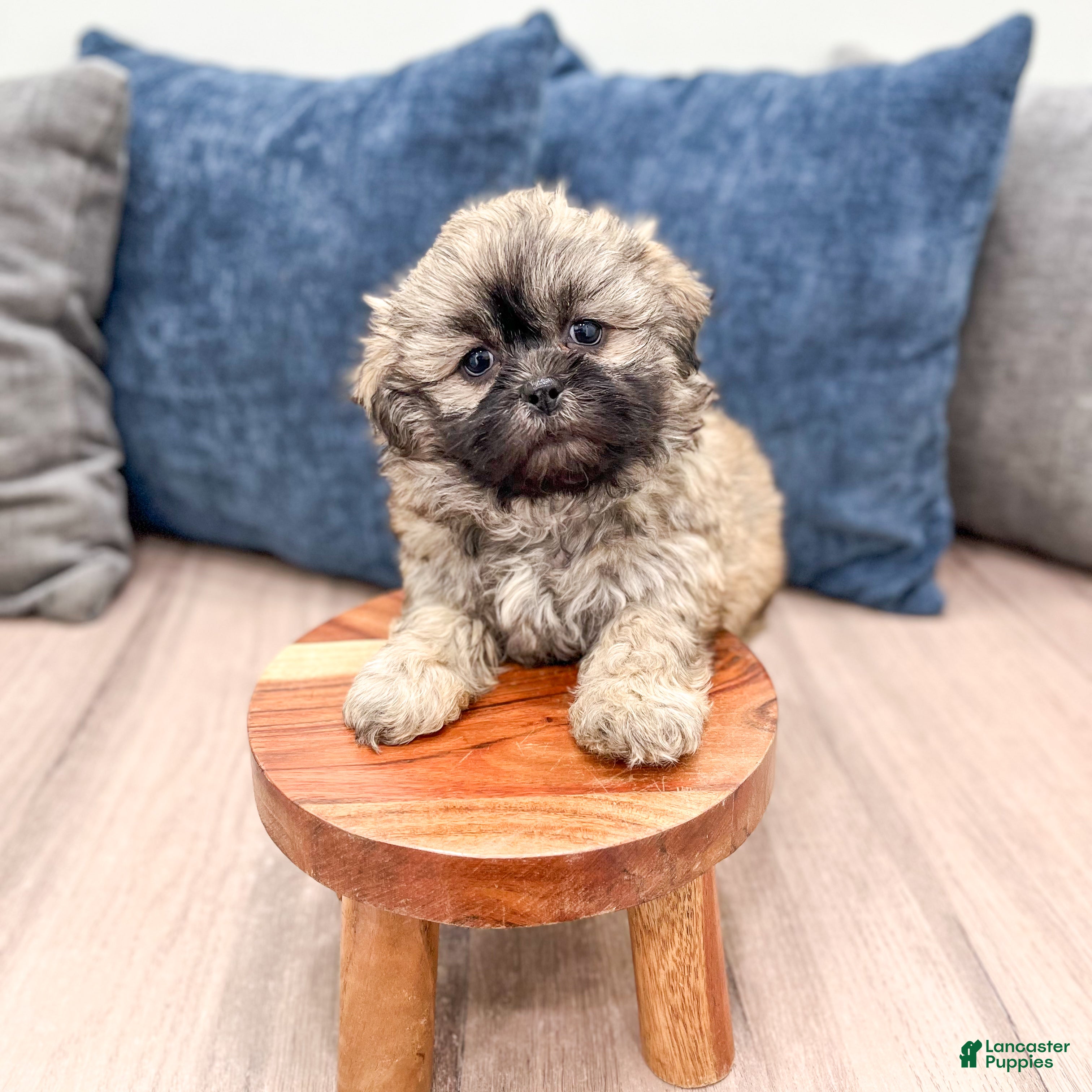 Teddy Bear dogs Maggie - Ad 2