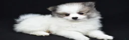 Pomeranian dogs for sale: Trevor - Ad 1