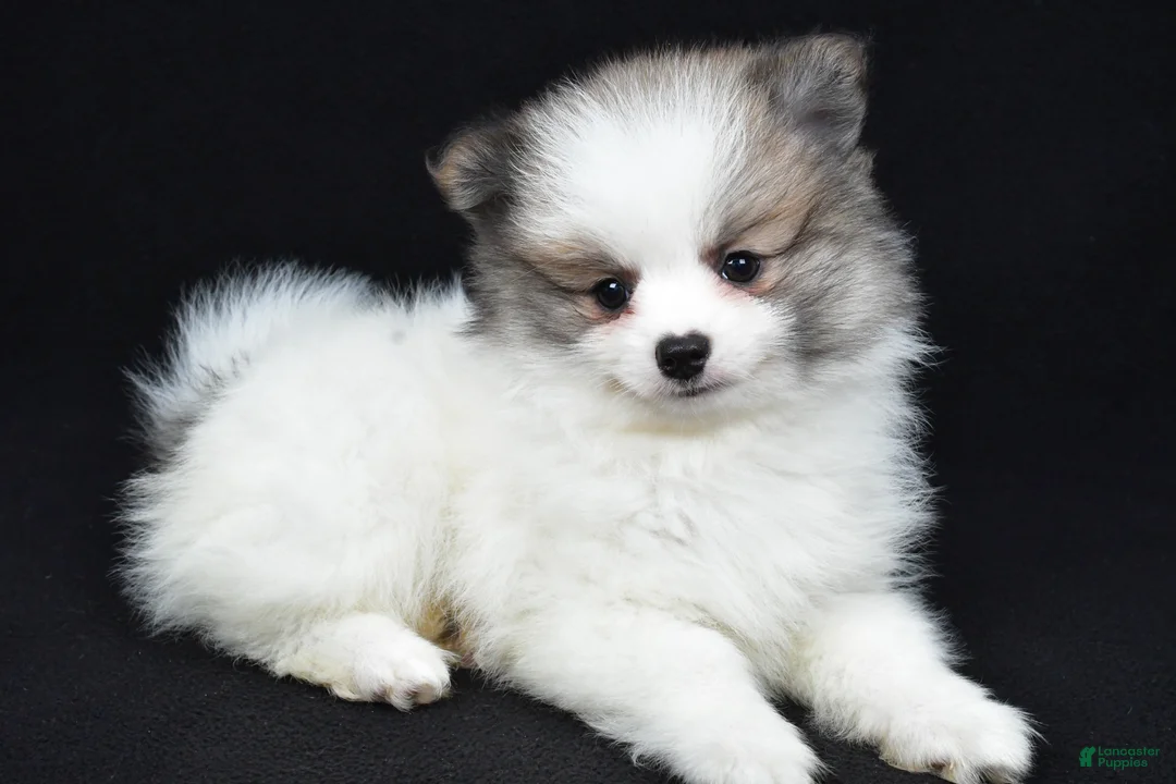 Pomeranian dogs for sale: Trevor - Ad 1