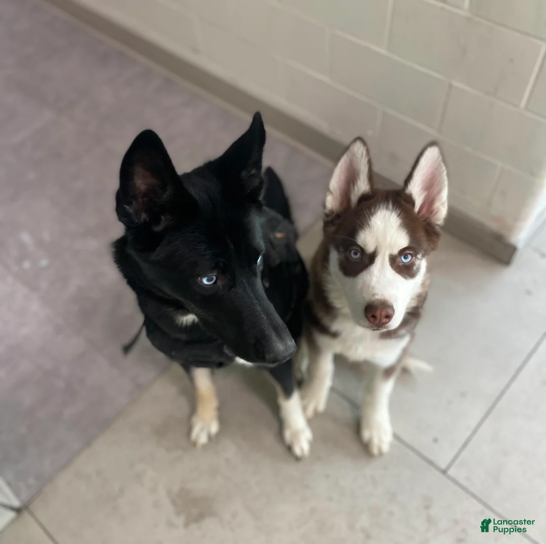 Siberian Husky dogs for sale: Ralph - Ad 2