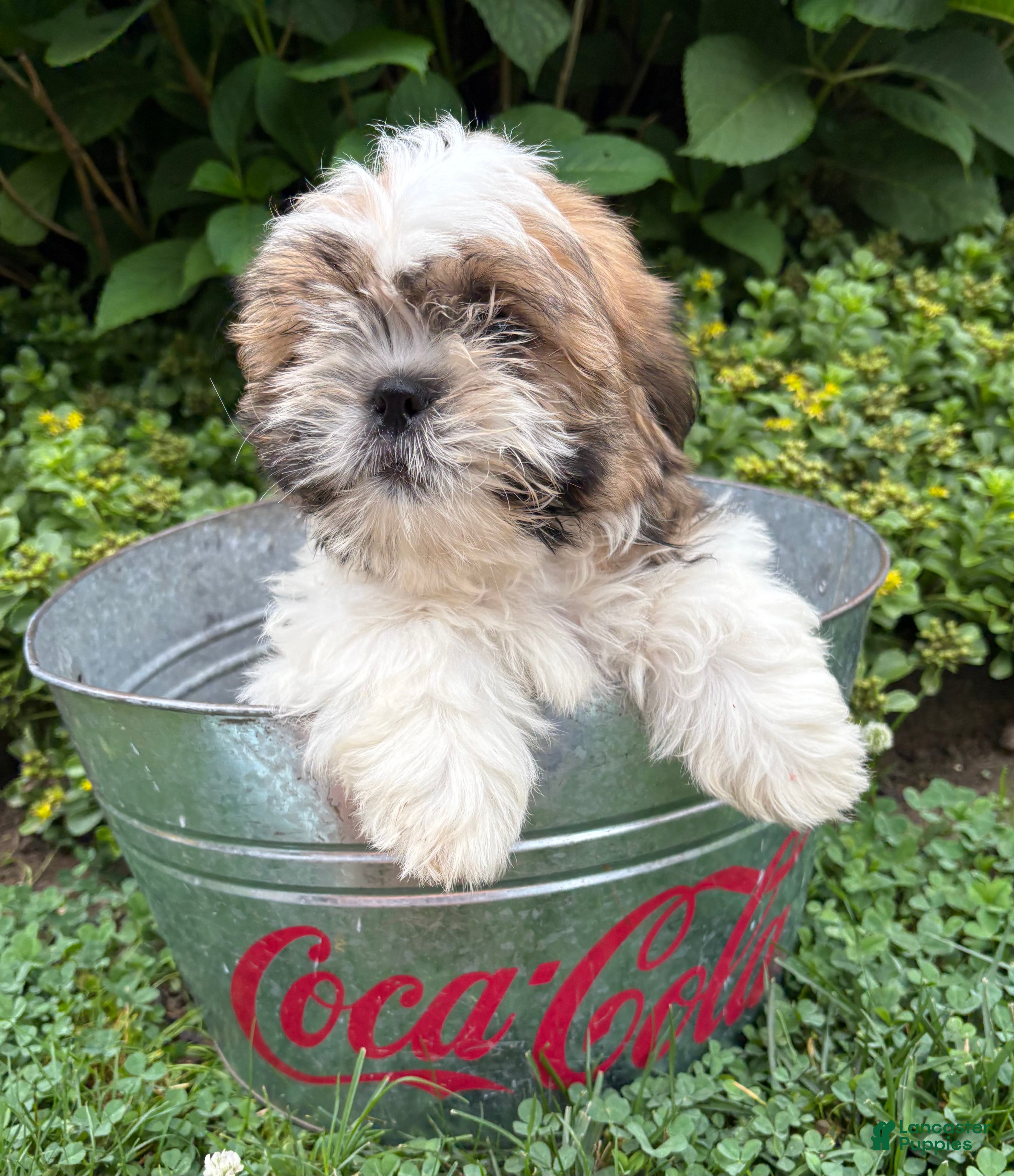 Shih Tzu dogs Jinx - Ad 2