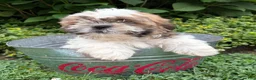 Shih Tzu dogs for sale: Jinx - Ad 2