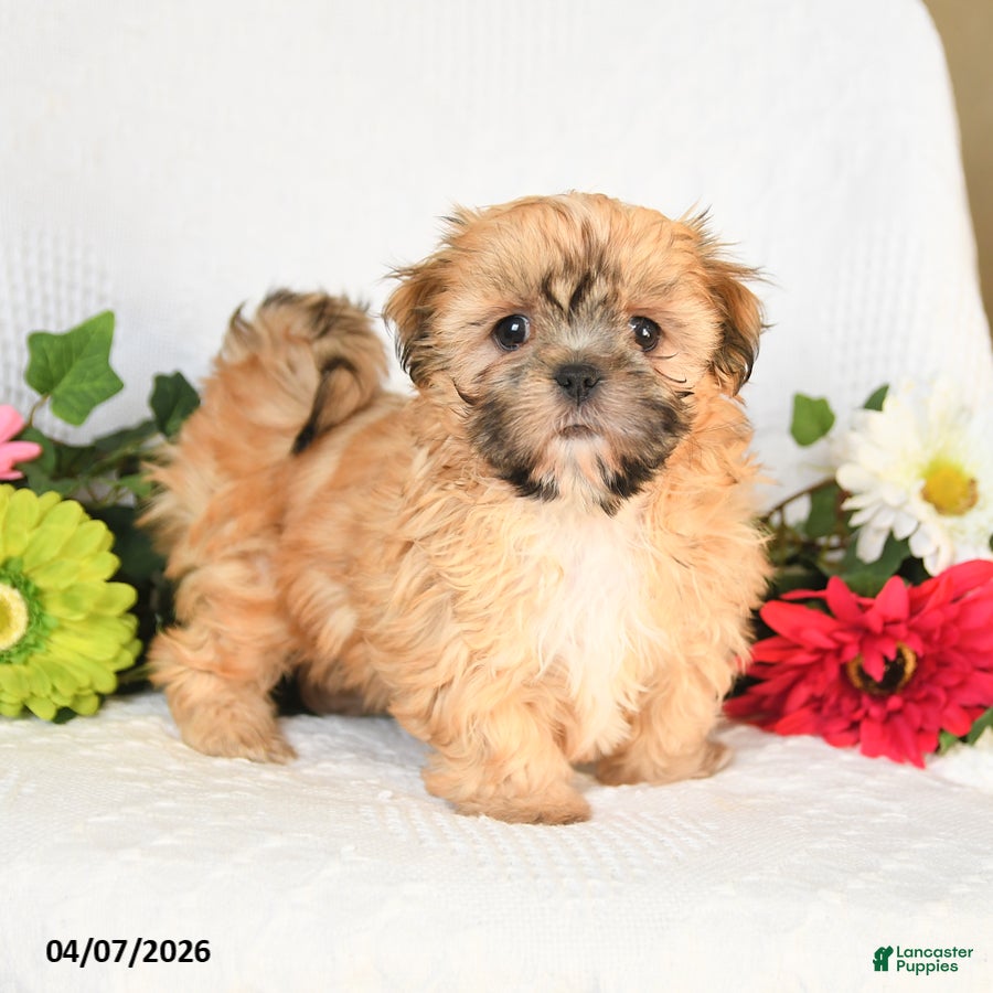 Shih Tzu dogs Ida - Ad 1