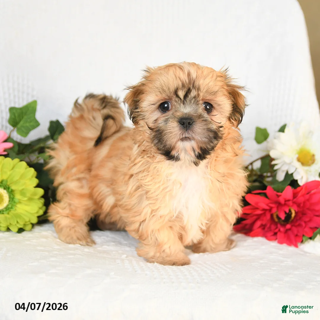 Shih Tzu dogs for sale: Ida - Ad 1