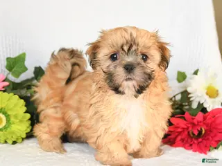 Shih Tzu dogs for sale: Ida - Ad 1