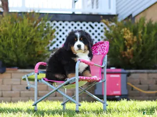 Bernese Mountain Dog dogs for sale: Drew - Ad 2