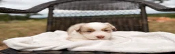 Australian Shepherd dogs for sale: Mable  - Ad 1