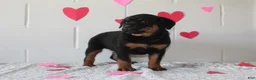 Rottweiler dogs for sale: Bella - Ad 6