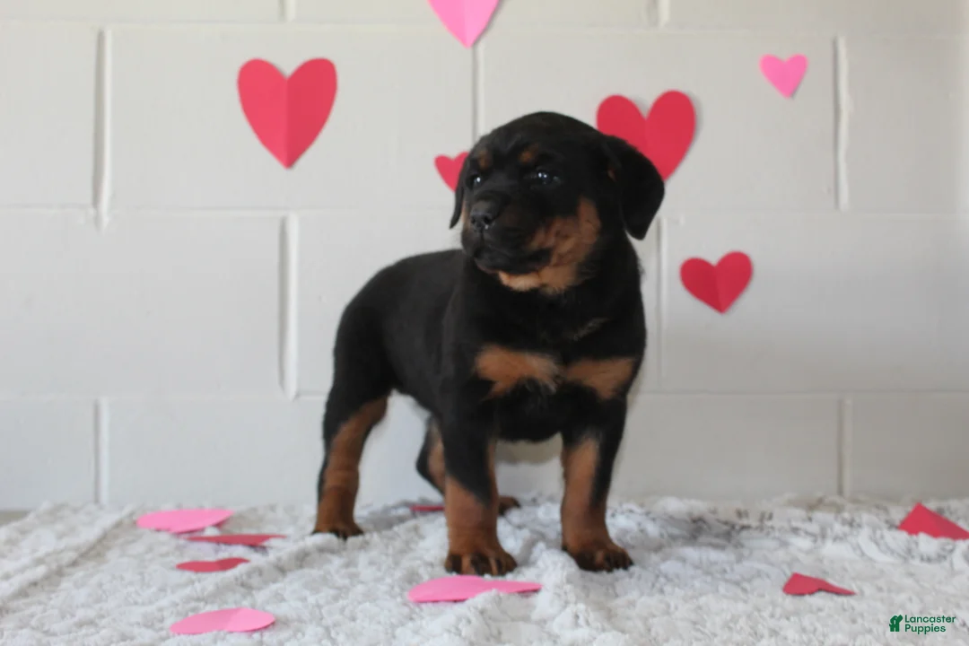 Rottweiler dogs for sale: Bella - Ad 6