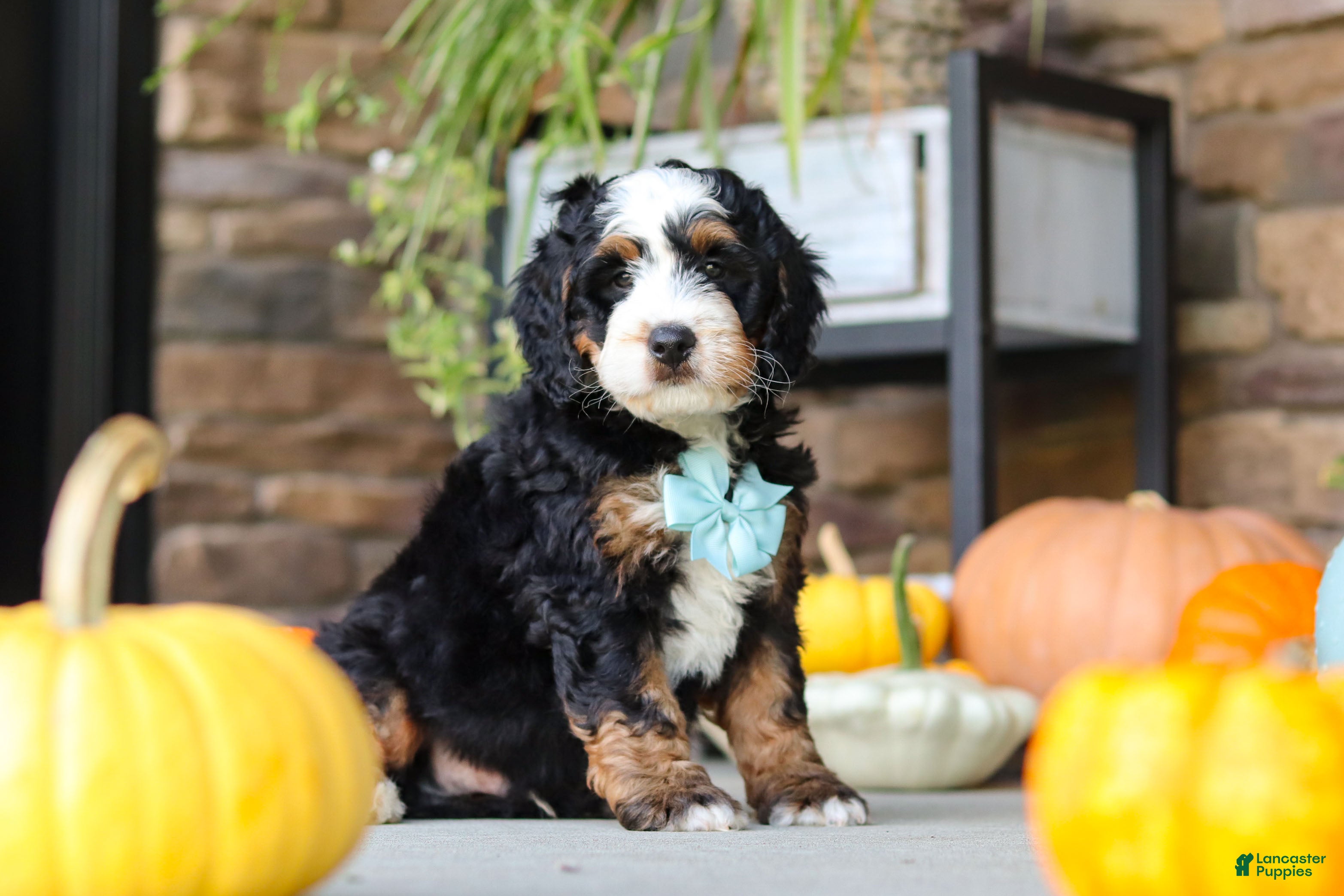 Mini Bernedoodle dogs Luke🐾 - Ad 1
