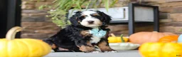 Mini Bernedoodle dogs for sale: Luke🐾 - Ad 1