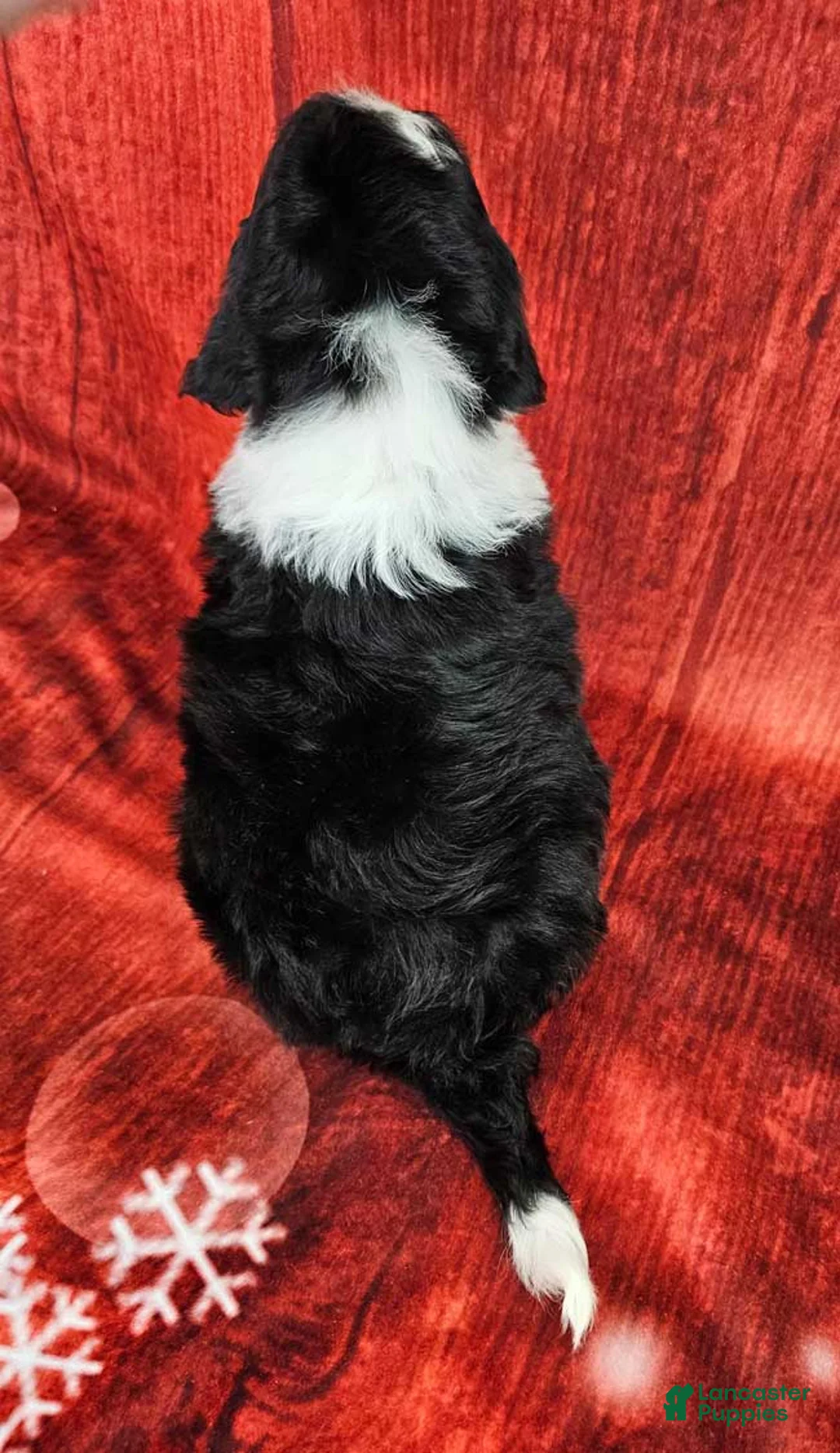 Mini Sheepadoodle dogs for sale: Coal - Ad 4