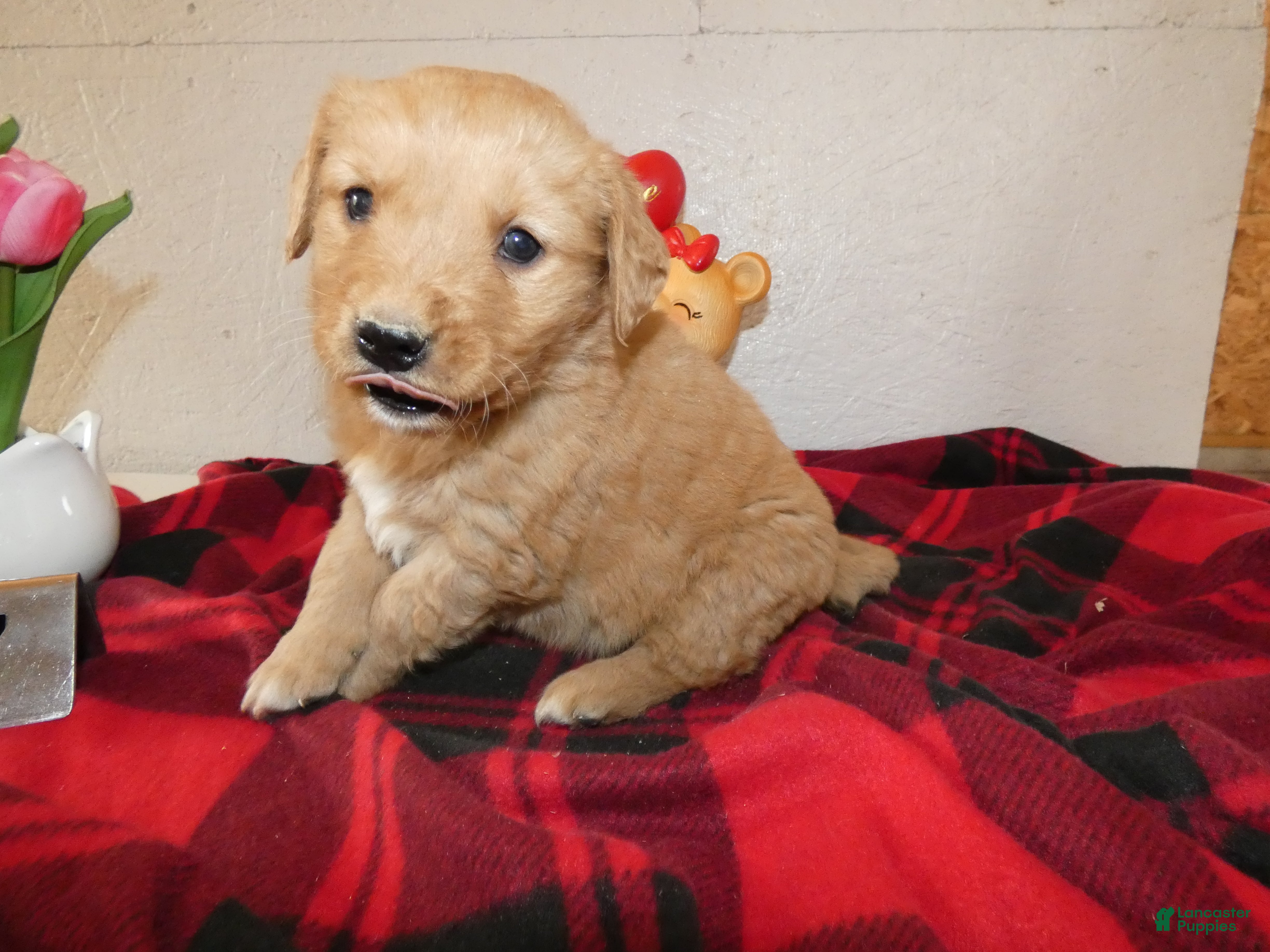 Mini Goldendoodle dogs Mini Goldendoodle Puppy 7 - Ad 31